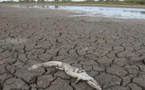 C�mara Alta declara en emergencia al Chaco por sequ�a