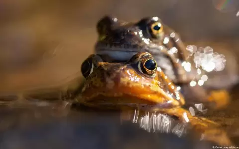 Ranas hembras fingen estar muertas para evitar apareamiento