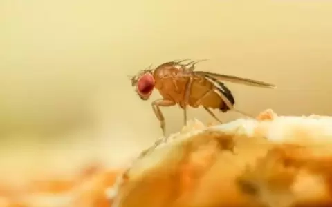 Senave advierte que �moscas de la fruta� apeligran cultivos