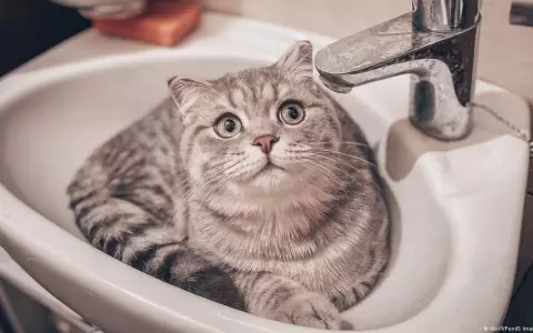 Cient�ficos descubren por fin c�mo ronronean los gatos