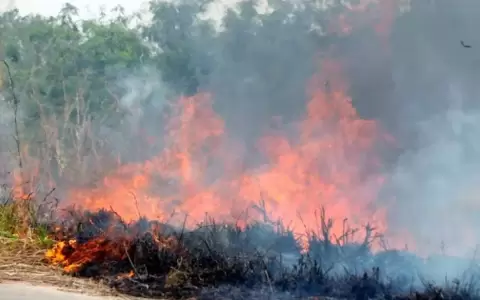 Narcos incendiaron los parques nacionales bolivianos para plantar coca y atacaron a balazos a los bomberos