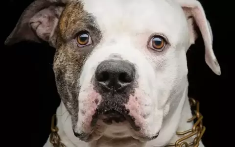 Los perros saben cuando las personas mienten, se�ala estudio