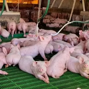 Exportaciones del sector porcino.