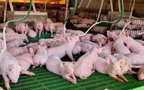 Exportaciones del sector porcino mantienen su crecimiento al cierre del tercer trimestre