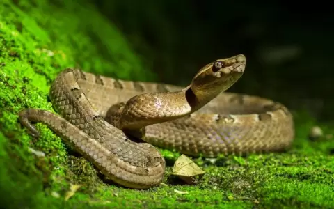 Fallece mujer a consecuencia de mordedura de serpiente