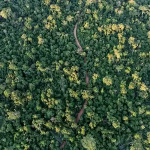 Ejecutivo promulga Ley de Cr�ditos de Carbono