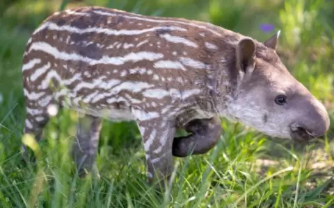 Logran tercera reproducci�n exitosa de tapir en el Refugio Faun�stico Atinguy