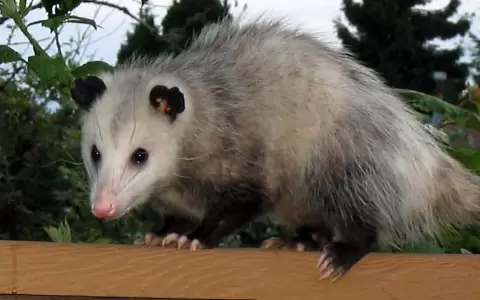 Mykur?, alacranes y la importancia de conservar las especies animales