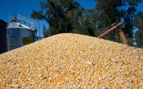 Precio del ma�z experimenta un leve aumento en septiembre, seg�n la FAO
