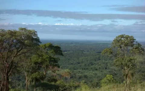 Carbono: Paraguay apunta a ser l�der mundial en sostenibilidad