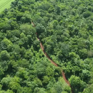 La magnitud del mercado de carbono