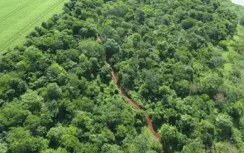 La magnitud del mercado de carbono