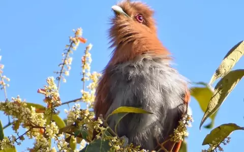 �Por qu� las aves se ponen �gorditas�?