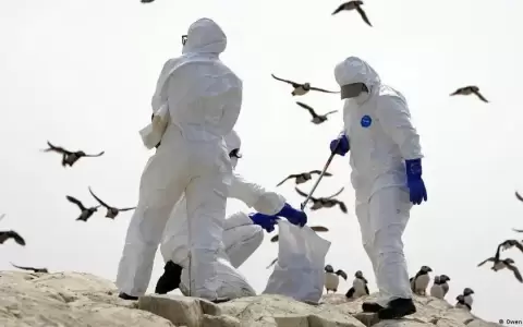 La dram�tica propagaci�n de gripe aviar en el mundo