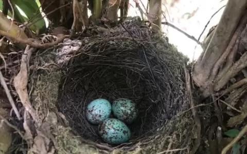 Las aves y sus huevos, �alguna relaci�n?