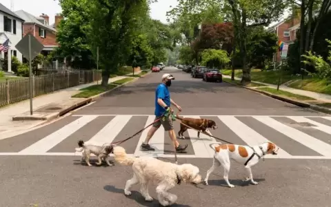 Una misteriosa enfermedad respiratoria contagia a los perros en EE. UU.: �qu� pueden hacer los due�os?