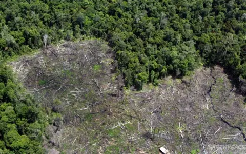 Infona implementa sistema de alerta temprana para detectar deforestaci�n ilegal