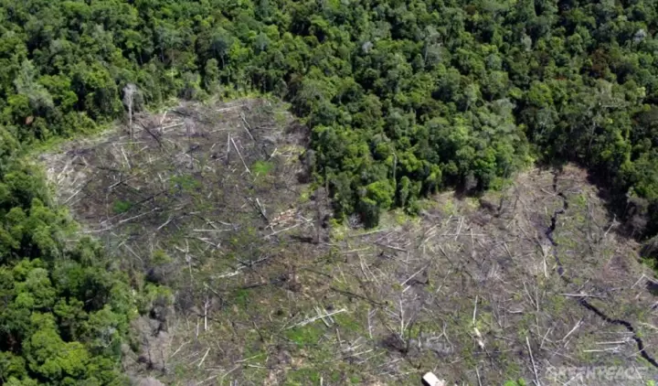 Infona present� Pol�tica Forestal Nacional para potenciar la sostenibilidad, inclusi�n y desarrollo econ�mico del sector.
