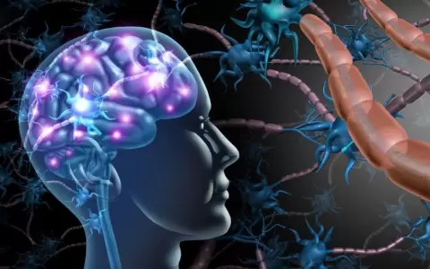 Hallan en Uruguay v�nculo entre depresi�n en mujeres y prote�na del cerebro