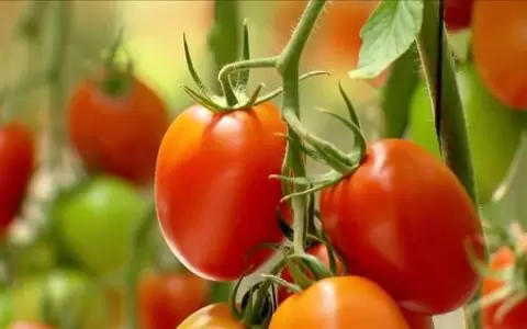 Sedeco informa fluctuaci�n de precios del tomate y sugiere consultar a Conacom por costos justos