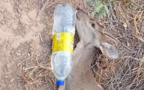Emergencia ambiental por sequ�a, animales silvestres desahuciados por falta de agua