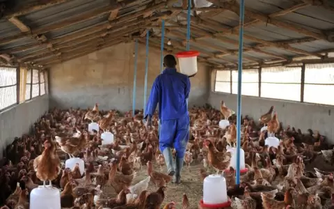 Senacsa llama a la vigilancia: productores de traspatio deben reportar s�ntomas anormales en aves