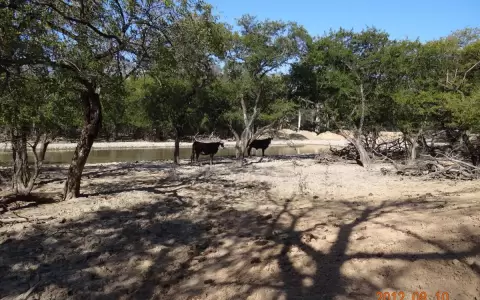 Condiciones clim�ticas adversas afectan la planificaci�n ganadera