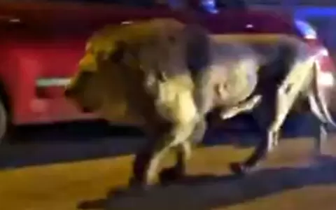 Un le�n se escapa de un circo italiano y se pasea tranquilamente por las calles