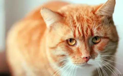 Gatos tienen cientos de gestos faciales que desconoc�amos