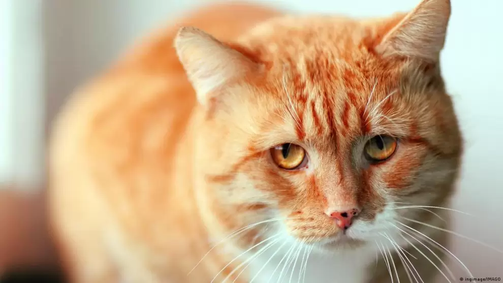 Gatos tienen cientos de gestos faciales que desconocíamos