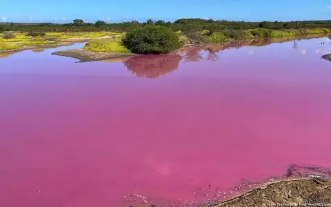 Misterio en Haw�i por un estanque que se ti�� de rosa