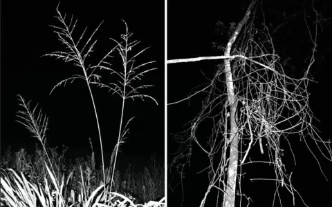 Visita guiada a �Ejercicios nocturnos�, muestra de Luvier Casali en Espacio K