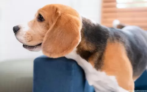 Crean perros autistas para avanzar en estudio del trastorno