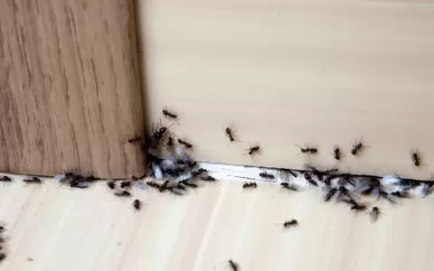 �C�mo debe oler una casa para alejar plagas e insectos?