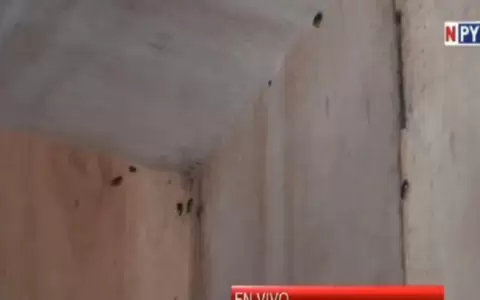 Hospital Nacional de Itaugu�, infestado de cucarachas