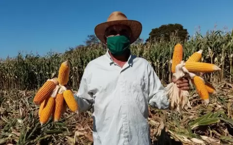 Proyecto �Avatiky�: transformar la agricultura familiar generando aguinaldo en cinco departamentos