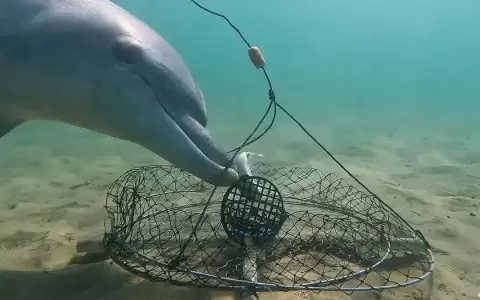 Video in�dito muestra a delfines vencer redes para cangrejos