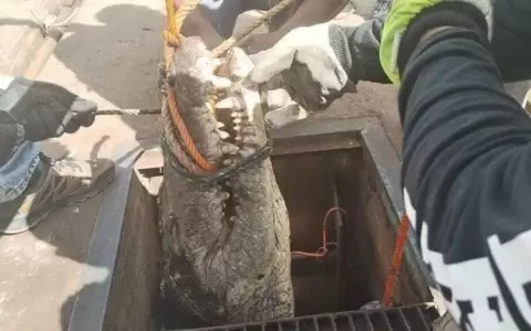 Encuentran cocodrilo de tres metros en alcantarilla de Ciudad Victoria, Tamaulipas