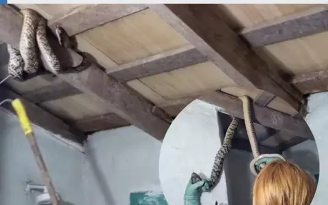 Rescatan a serpiente enredada en el ba�o de una vivienda