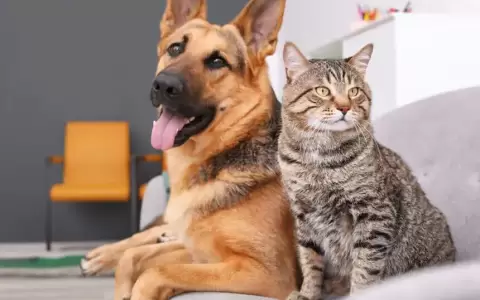 Buscan potenciar el sector veterinario y negocios afines al mundo de las mascotas
