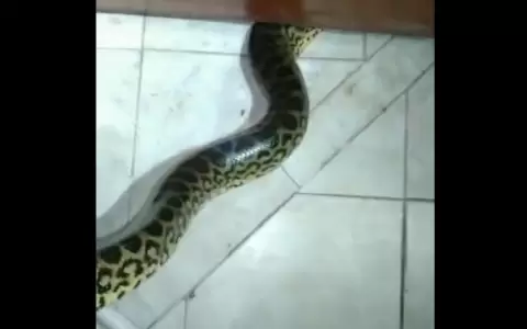 Tremendo susto: aparece serpiente en una vivienda de San Antonio