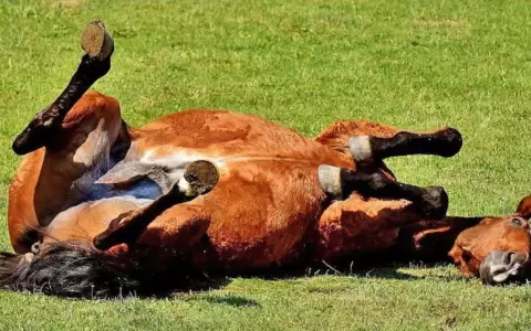 Senacsa aclara que no existen casos sospechosos de encefalomielitis equina en Paraguay