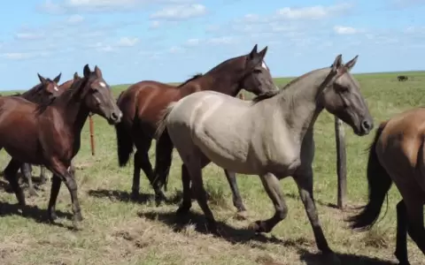 Encefalomielitis equina: vigilancia se centra en tres regiones sanitarias