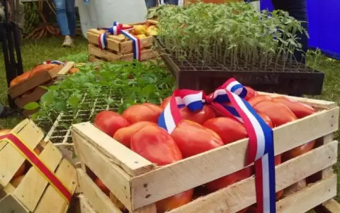 Productores de tomates anuncian ferias regionales para evitar el alto costo a trav�s de intermediarios