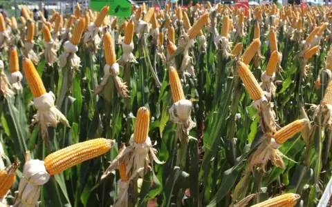 USDA eleva expectativas para producci�n mundial de ma�z, impulsada por r�cord en EE. UU.