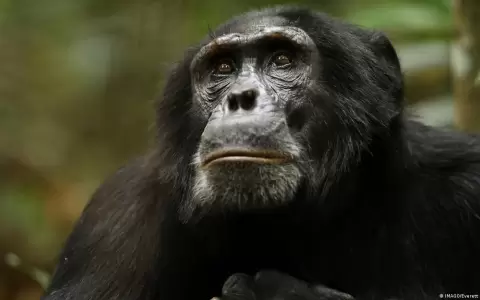 Bonobos y chimpanc�s no olvidan a sus amigos