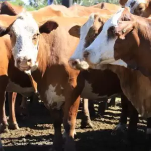 Preocupa caída del hato ganadero en Paraguay mientras crece la demanda internacional de carne