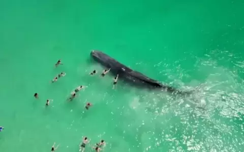 Muere una ballena que fue vista nadando con ba�istas en una playa de Australia