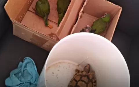 Mades decomis� animales silvestres que estaban siendo ofertados en Caacup�