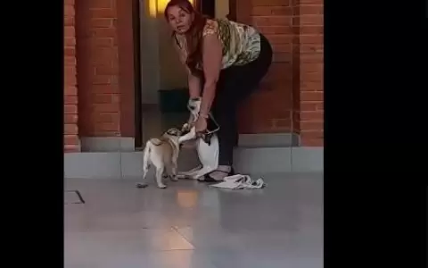 Perrito habr�a muerto de calor luego de que una mujer se negara a meterlo en su vivienda